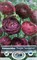 Purple Sensation Persian Buttercup 10 Bulbs 8/+cm - Ranunculus Tecolote - Hardy